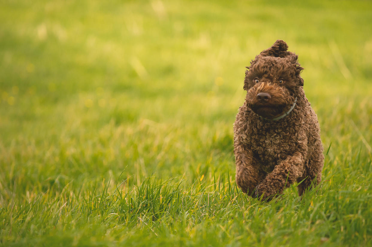 This sweet angel is leaving a lot of lawn destruction in its path. Time to train her to tinkle elsewhere and prevent dog pee spots from killing your grass! (Photo: Getty)