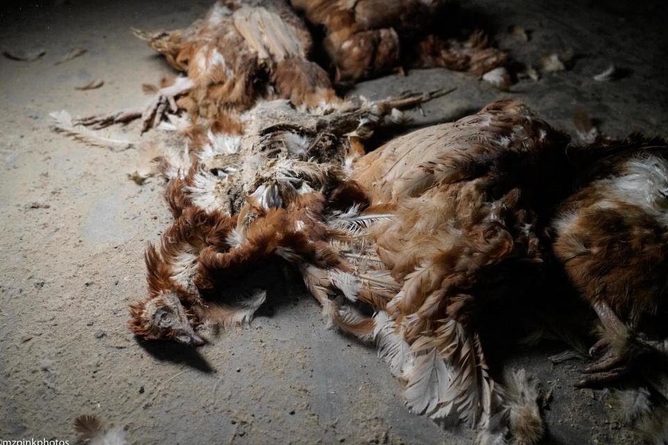 DxE shared footage of the farm which appears to show rotting hen corpses and sickly birds (DxE Brighton)