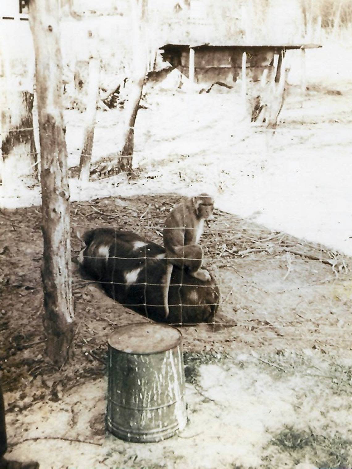Joe the Monkey riding a pig near his treehouse home at Morris Barbeque in Hookerton, NC, circa 1960.