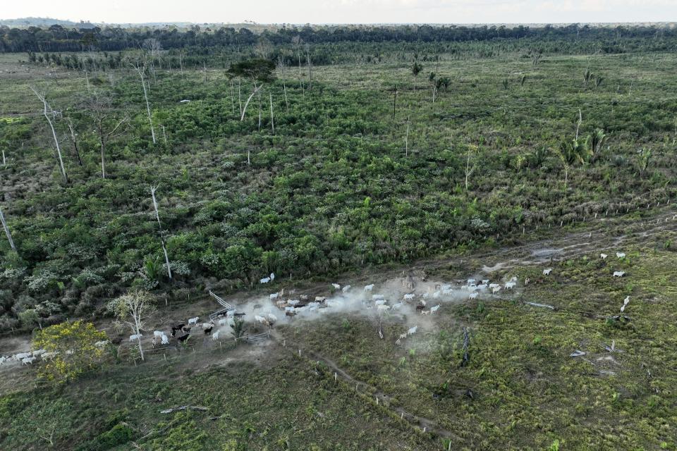 Cattle walk along an illegally deforested area in an extractive reserve near Jaci-Parana, Rondonia state, Brazil, Wednesday, July 12, 2023. Some lawmakers and environmental groups are opposed to JBS being listed on the New York Stock Exchange, arguing that expanded capital would allow the company, responsible for much deforestation in the Amazon rainforest, to do even more harm. (AP Photo/Andre Penner, File)