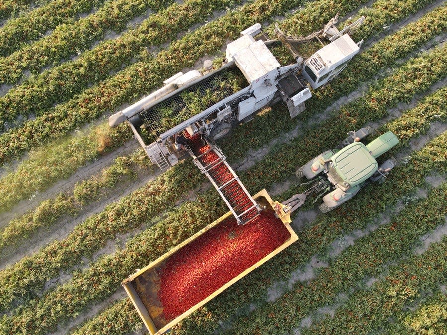 Aerial view of a harvester truck loading tomatoes into a trailer.