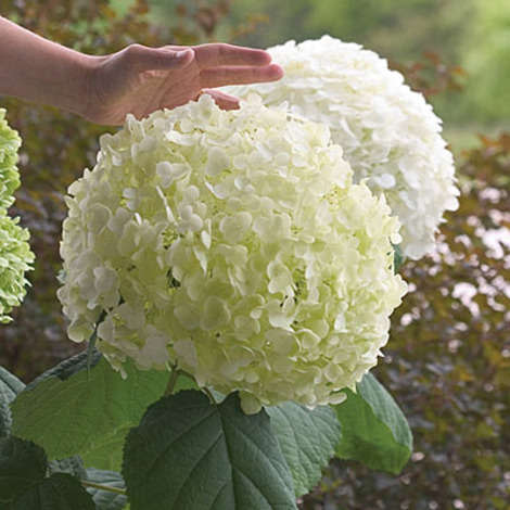 Garden hydrangea