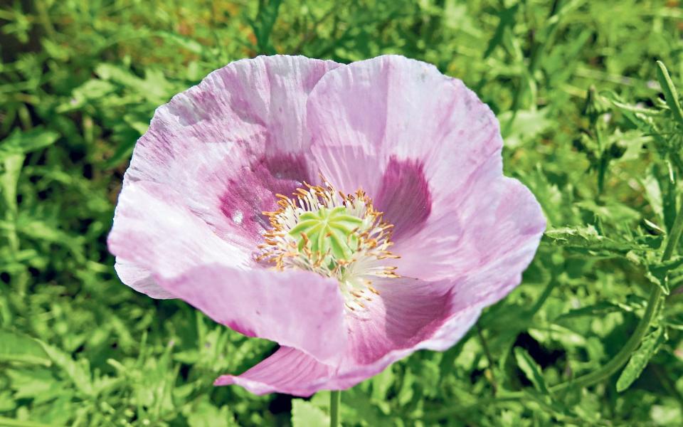 Papaver Orientale - Plant Heritage