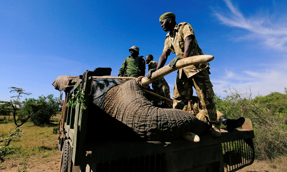 Elephant translocation exercise