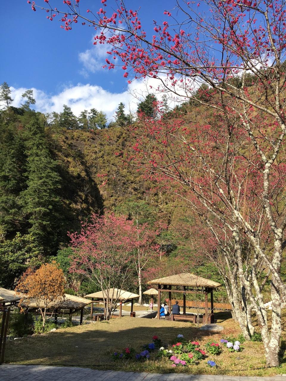 八仙山櫻花盛開、百花齊放   圖：農委會林務局東勢林區管理處/提供