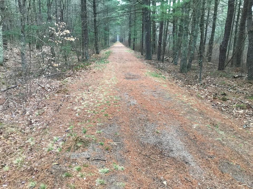 The straight-as-an-arrow railroad bed passes through a tunnel of pine trees along the eastern edge of the preserve.