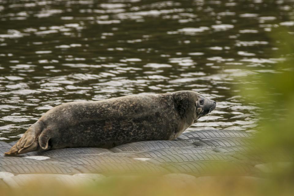 Seacoast Science Center staff, pointing to a harbor seal taking up residence in and around Great Bay, say seals breathe air and note the salinity of the water doesn’t impact their physiology.