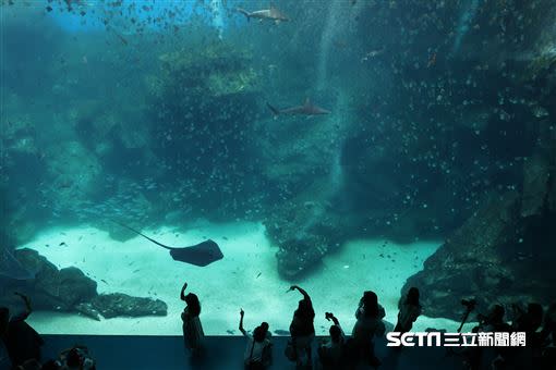 巨型水族箱可以看到壯觀的迴游魚群與鯊魚等海洋生物。（圖／記者邱榮吉攝）