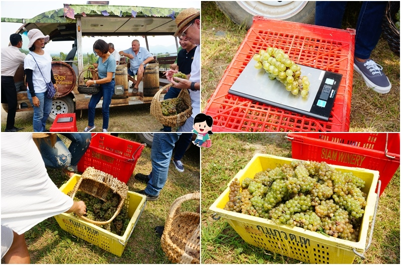 華欣景點.華欣旅遊.華欣自由行.華欣包車.華欣葡萄酒莊園.Monsoon Valley Vineyard.Hua Hin Hills Vineyard.The Sala Wine Bar&Bistro.