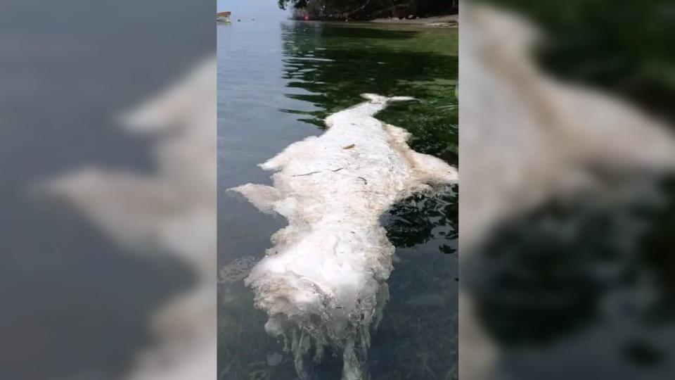 A mysterious white organic mass washed ashore