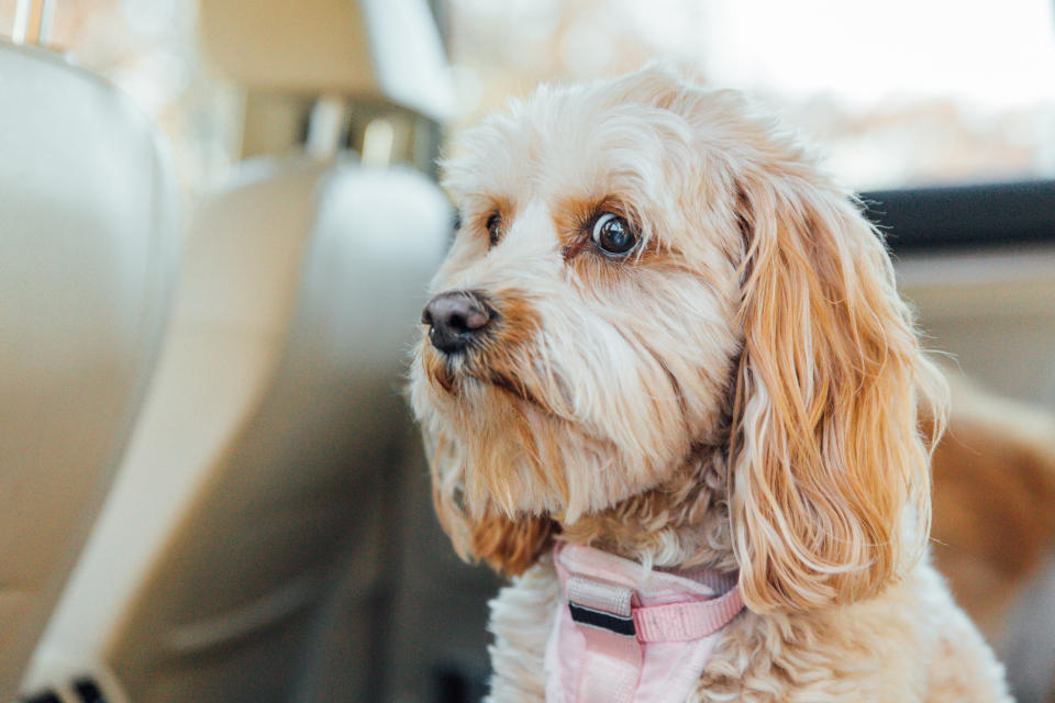 Closeup of a dog giving side-eye