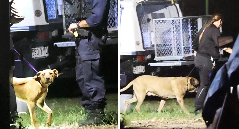 Two photos of dogs being seized by Logan City Council following an attack on a three-year-old girl in Yatala, Gold Coast. 