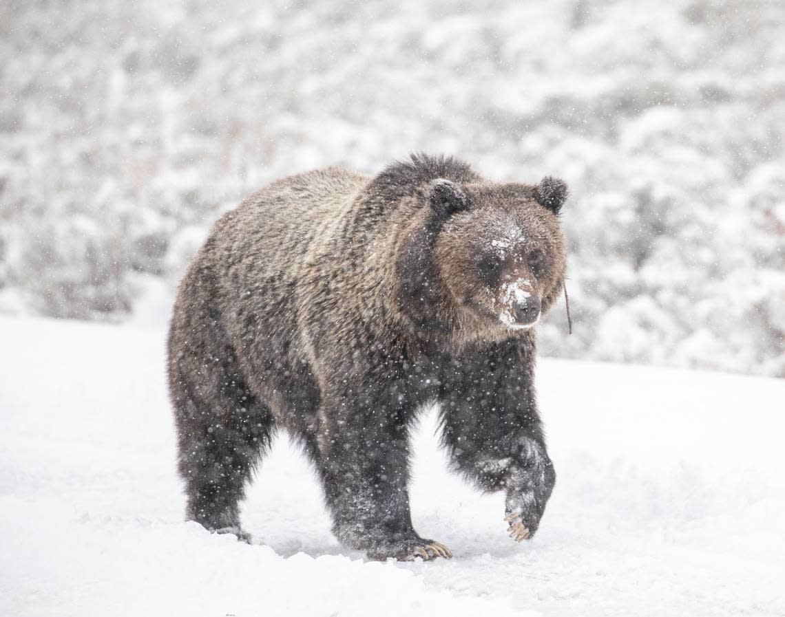 A grizzly bear walks through the snow at Swan Lake Flat at Yellowstone National Park in Wyoming in 2021.