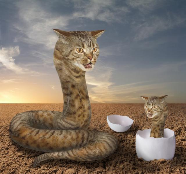 Kids News: Is this  snake cat photo real or fake? Here's how to know