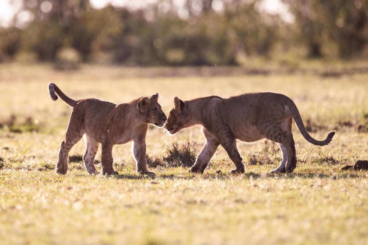 Two teenage lions sniffing in nature. Copy space.