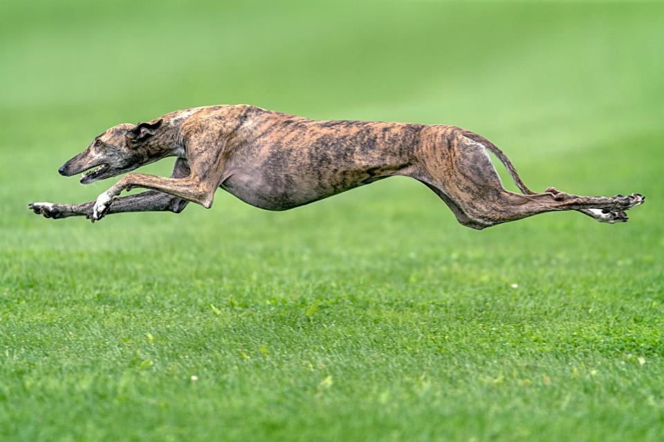 brindle greyhound sprinting on grass