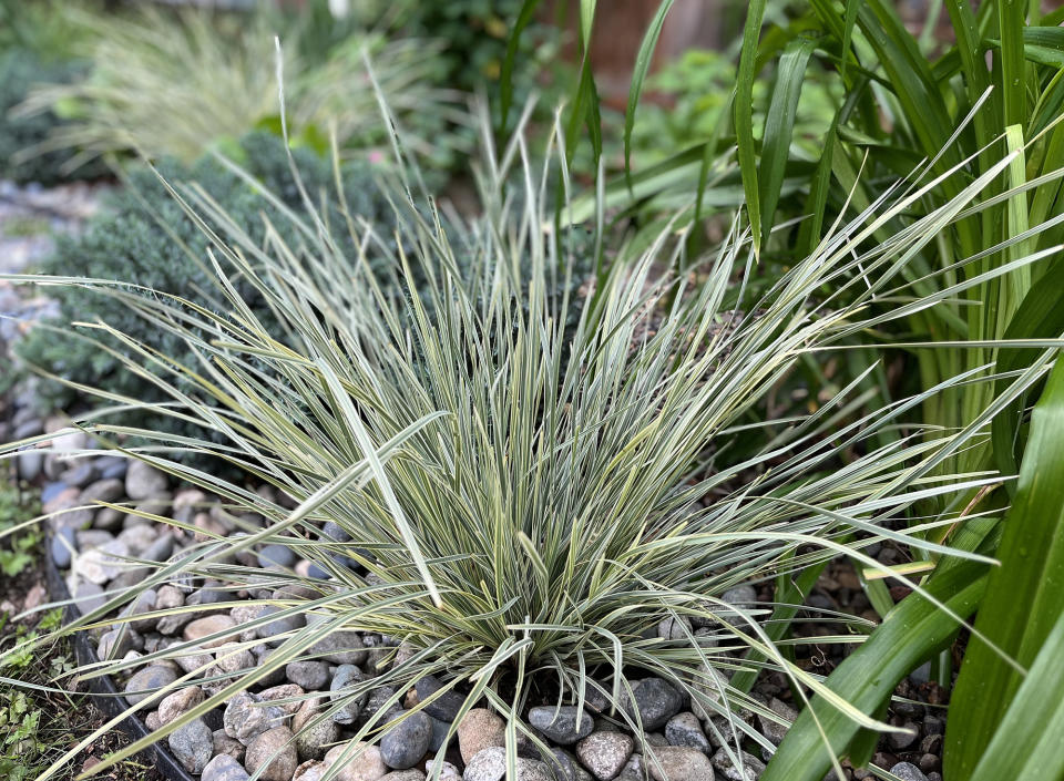 2. Choose drought-tolerant plants