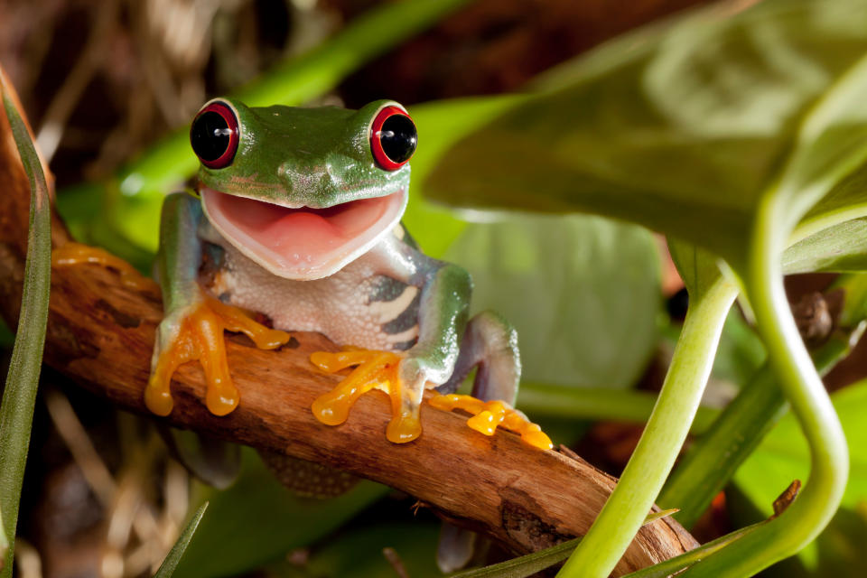 Red-eyed tree frogs