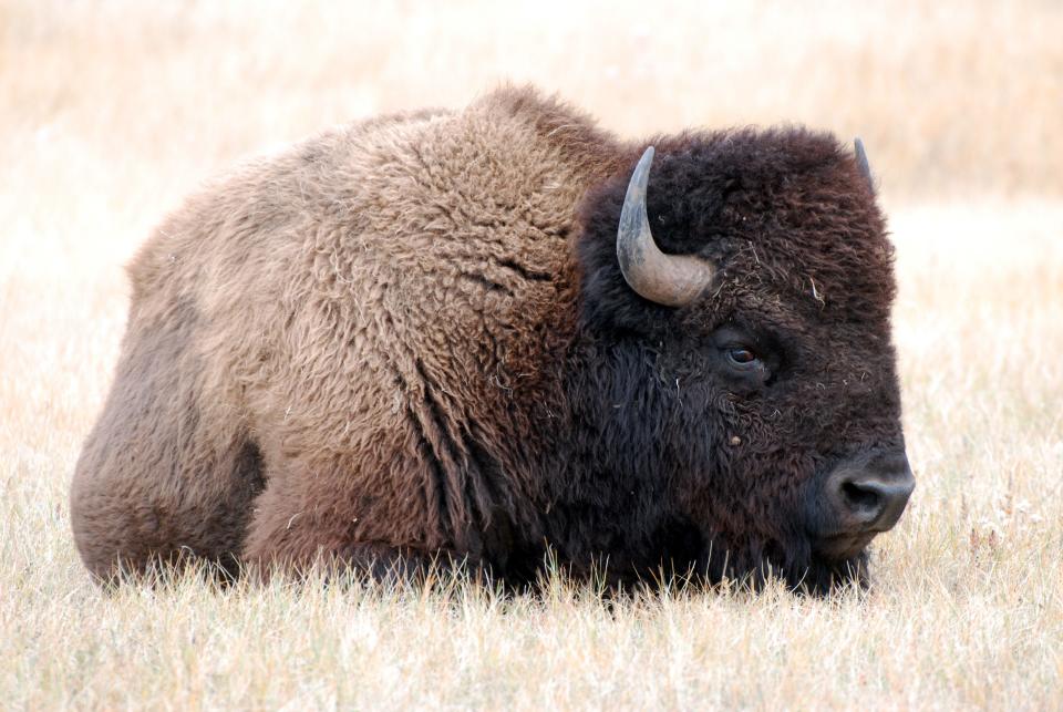 A bison bull rests at Wind Cave National Park.