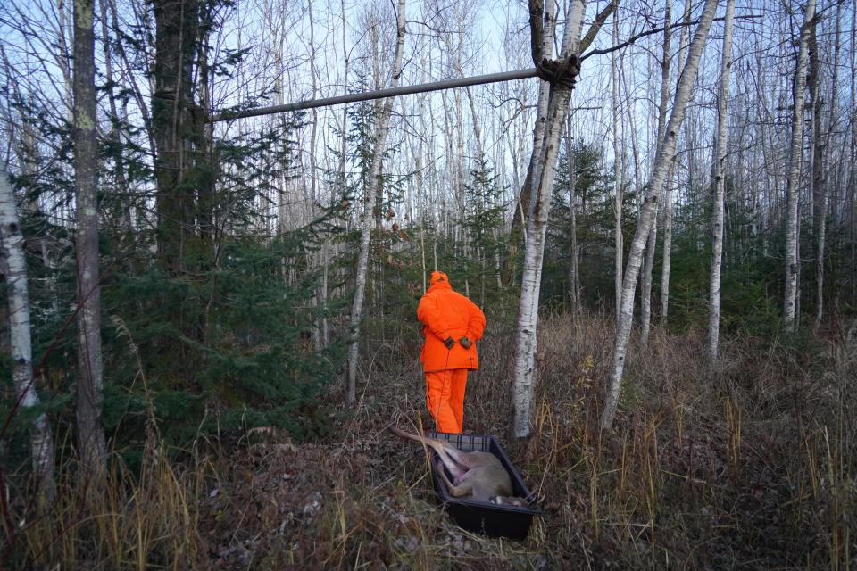 Jim Risgaard of La Pointe pulls a spike buck in a sled during a Nov. 18 deer hunt on Madeline Island. One question for vote in the spring hearings is whether hunters should be allowed to leave inedible portions of field dressed deer behind.