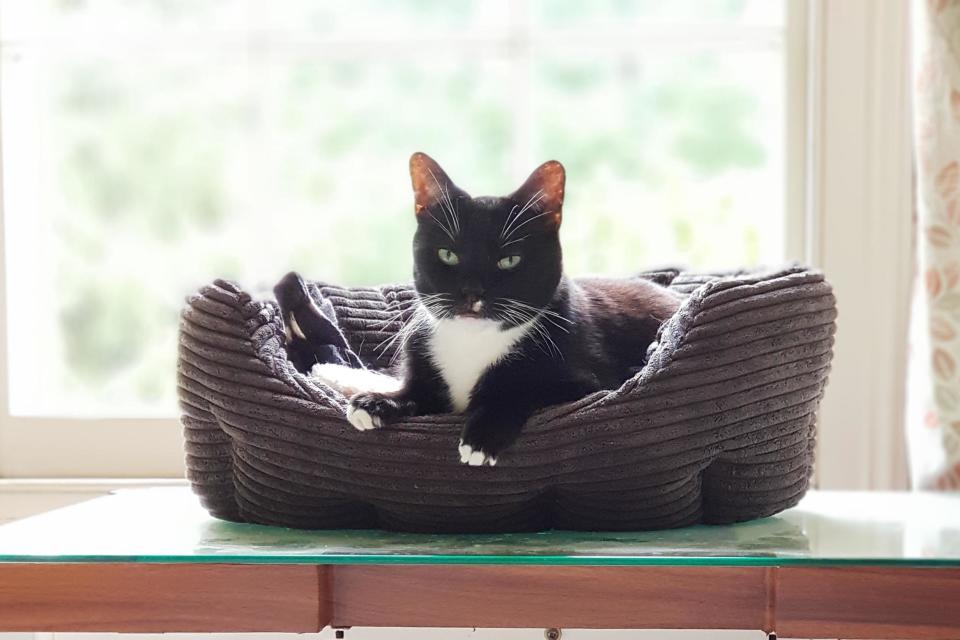 Toby was one of 46 cats rescued from a house last year (RSPCA)
