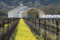 Mustard grows in vineyards at the Silenus Winery in Napa, Calif., Wednesday, Feb. 28, 2024. Brilliant yellow and gold mustard is carpeting Northern California's wine country, signaling the start of spring and the celebration of all flavors sharp and mustardy. (AP Photo/Eric Risberg)