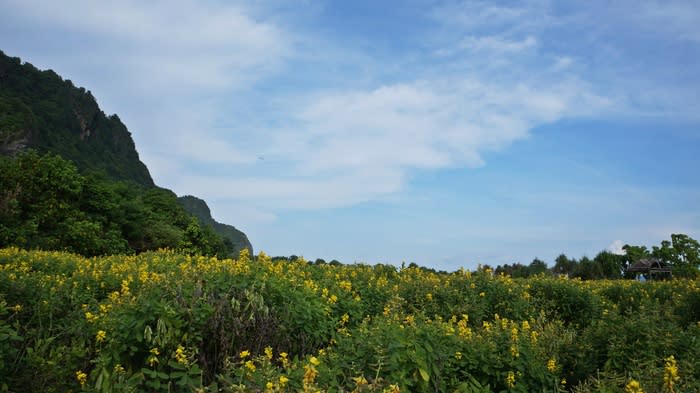 Wild garden: As I approached the beach, I came across an unexpected and beautiful wild garden adorned with green bushes and plants and blooming yellow flowers among green leaves.