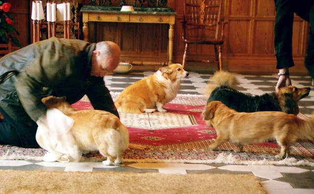 The corgis and dorgis