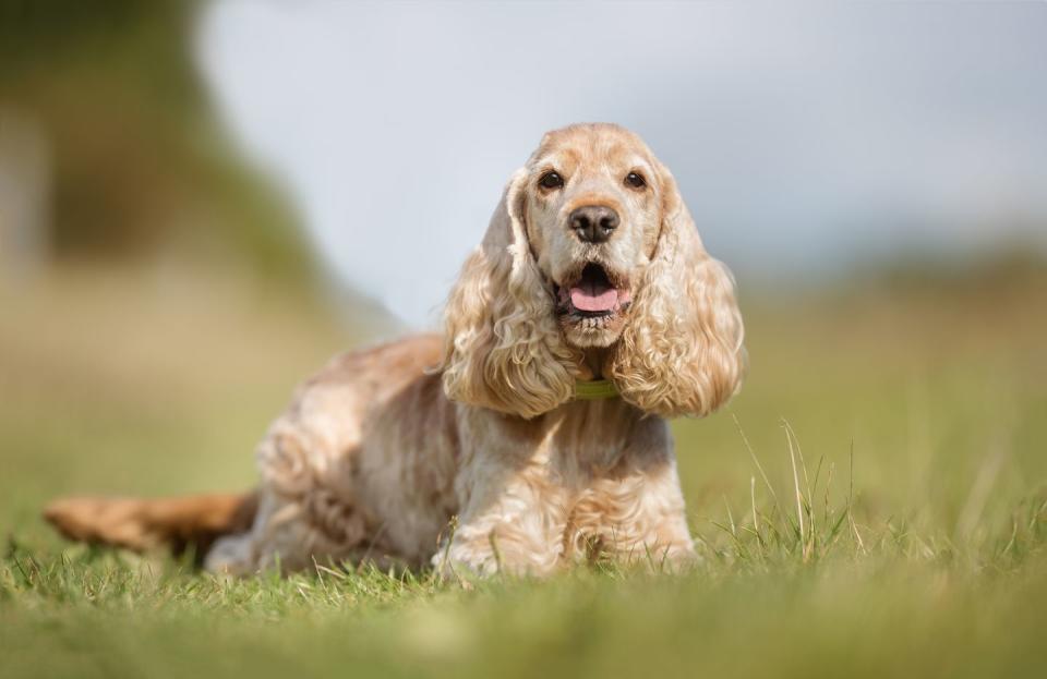 Cocker Spaniel