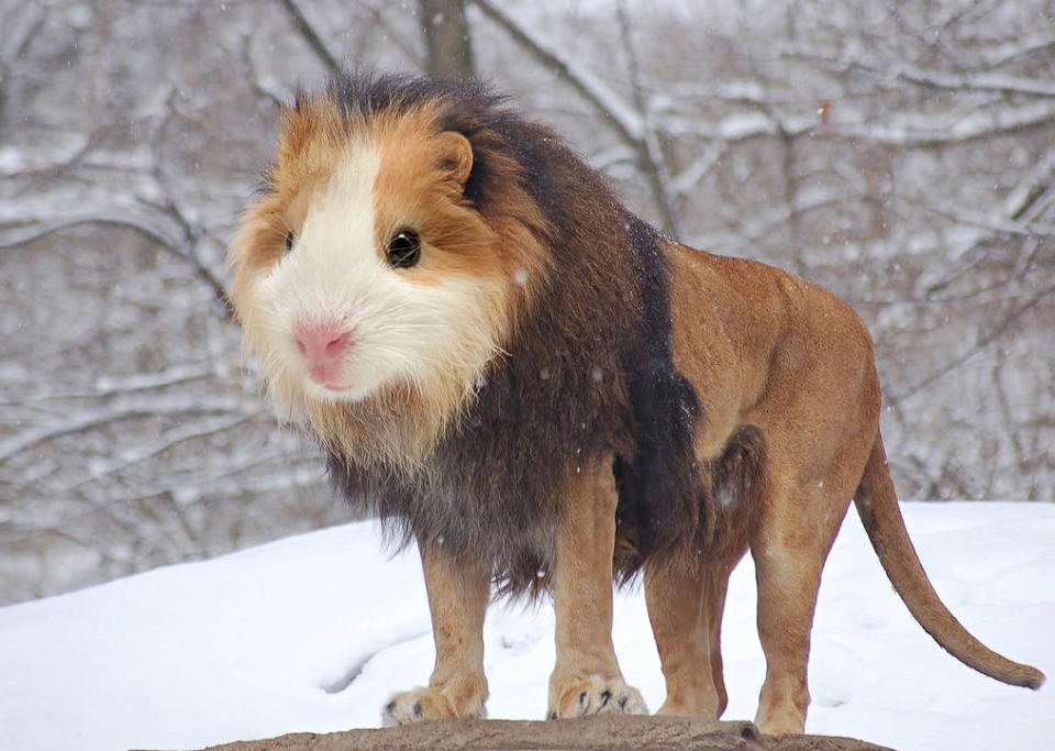 The Guinea Lion. <a href="http://i.imgur.com/Davdz1J.jpg" rel="nofollow noopener" target="_blank" data-ylk="slk:Photo;elm:context_link;itc:0;sec:content-canvas" class="link ">Photo</a> created by <a href="http://www.reddit.com/user/gyyp" rel="nofollow noopener" target="_blank" data-ylk="slk:gyyp;elm:context_link;itc:0;sec:content-canvas" class="link ">gyyp</a>.