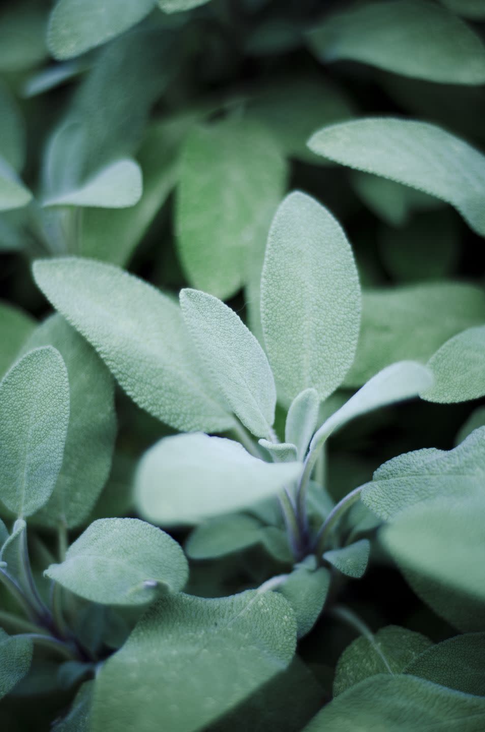 <p>Sage has beautiful, soft textured leaves with a silvery or purple sheen. Variegated types also are available. It's used in many savory dishes and is sometimes fried as a garnish. Pollinators adores sage, so plant it throughout your garden.</p><p><a class="link " href="https://go.redirectingat.com?id=74968X1596630&url=https%3A%2F%2Fwww.burpee.com%2Fherb-sage-purple-prod500816.html&sref=https%3A%2F%2Fwww.veranda.com%2Foutdoor-garden%2Fg35122682%2Fperennial-herbs%2F" rel="nofollow noopener" target="_blank" data-ylk="slk:SHOP SAGE PLANTS;elm:context_link;itc:0;sec:content-canvas">SHOP SAGE PLANTS</a></p>