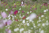 A visitor wearing a face mask to protect against the spread of the coronavirus strolls through cosmos fields at Kurihama Flower Park in Yokosuka, south of Tokyo, Tuesday, Sept. 22, 2020. About 1 million cosmos are in full bloom. (AP Photo/Koji Sasahara)