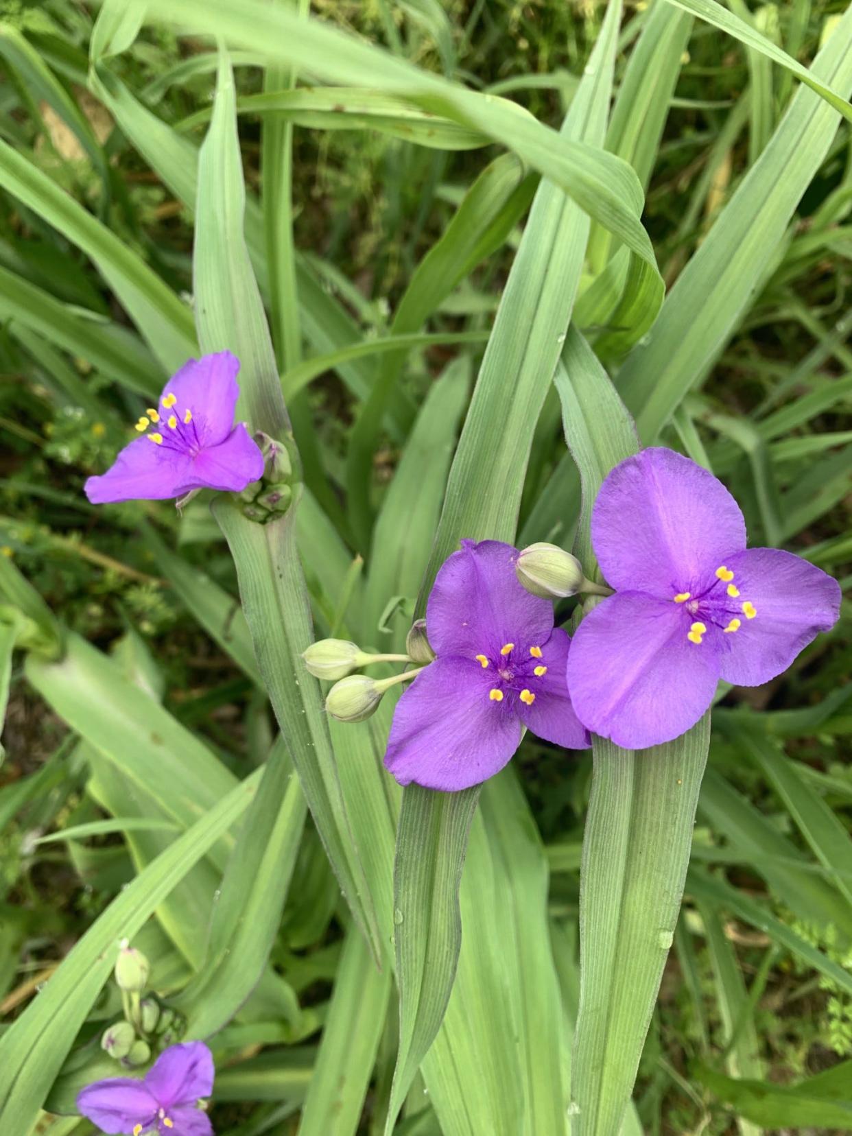 Spiderwort is a great native spring wildflower.