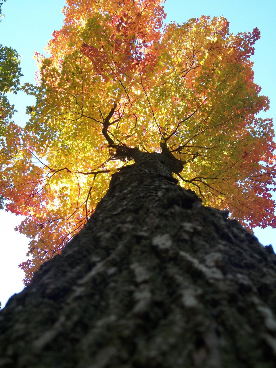 The oldest tree in Wisconsin is not a towering pine or a massive oak. It's a scrub of a tree growing unnoticed from the side of a cliff.