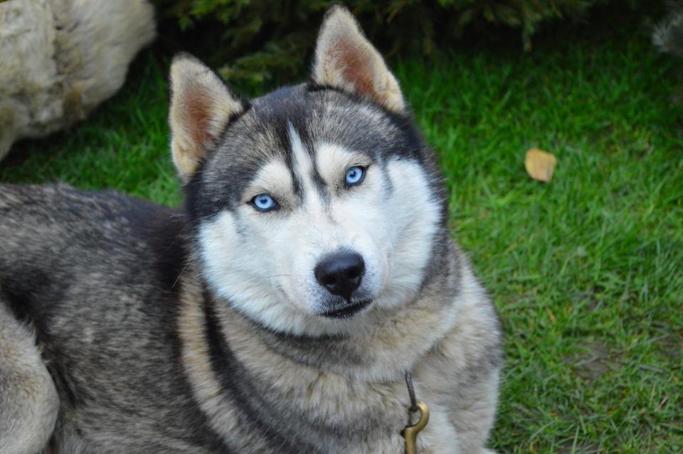 The child tried to reach in and pat the neighbour’s husky when it bit down on his arm. Source: Getty (file image)