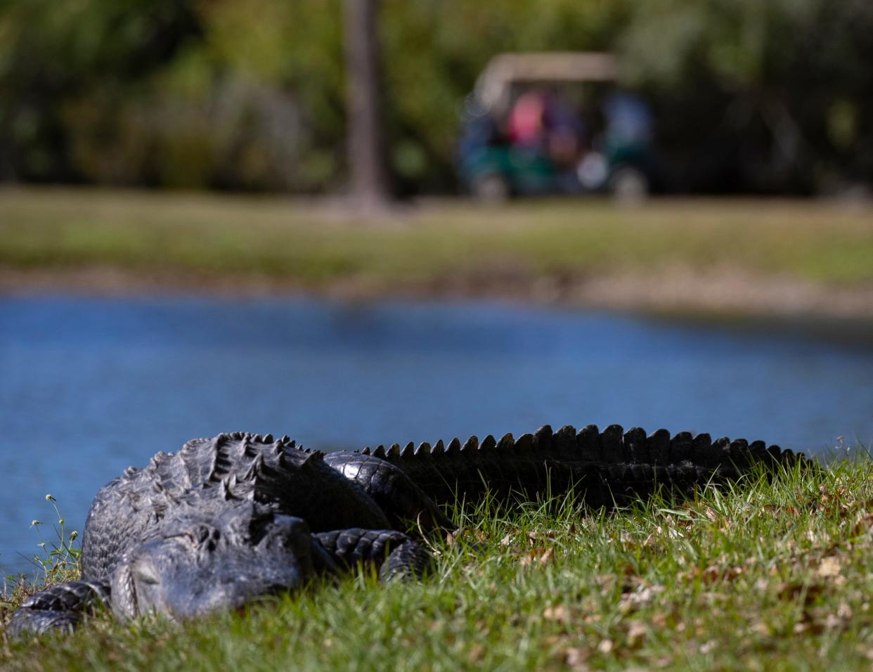 A large gator greeted golfers visiting Coral Oaks Golf Course Coral Oaks Golf Course Wednesday morning, January 12, 2022 in Cape Coral as it rested next to one of the course's ponds.