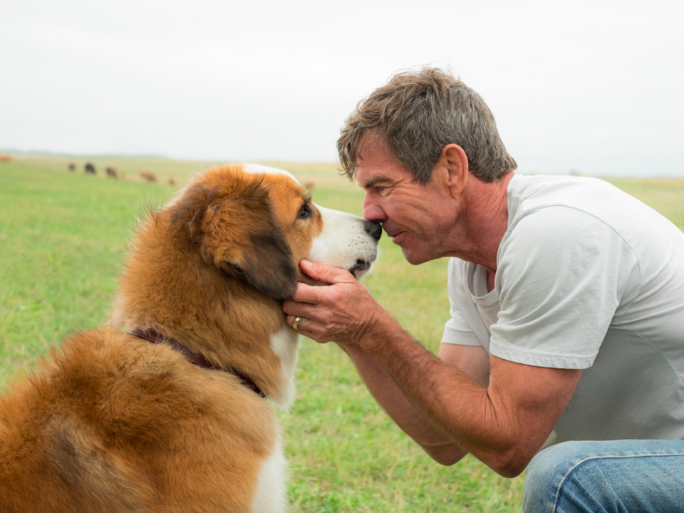 a dogs purpose dennis quaid