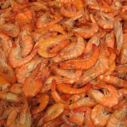 Shrimp