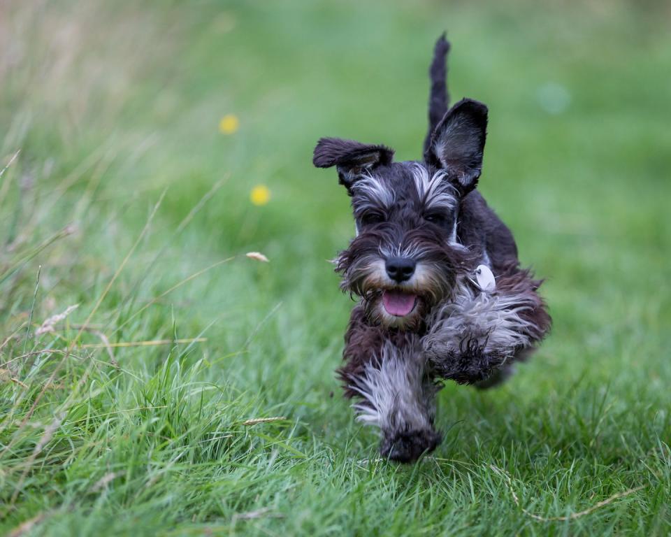 Miniature Schnauzer