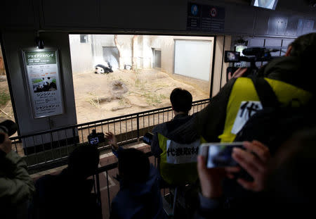 Media members report on a baby panda Xiang Xiang, born from her mother panda Shin Shin (L) on June 12, 2017, during press preview ahead of the public debut at Ueno Zoological Gardens in Tokyo, Japan December 18, 2017. REUTERS/Issei Kato