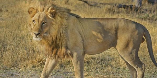 Aseguran a 6 leones que escondían en un rancho de Tijuana