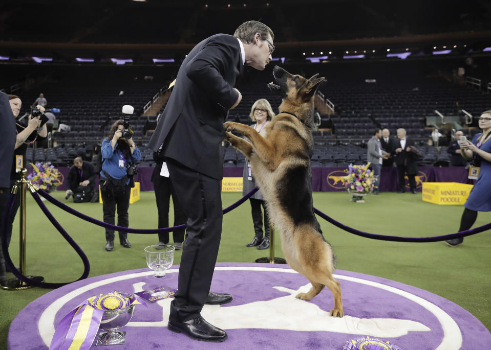 <p>Rumor, a German shepherd, leaps to lick her handler and co-owner Kent Boyles on the face after winning Best in Show at the 141st Westminster Kennel Club Dog Show, Feb. 15, 2017, in New York. (Photo: Julie Jacobson/AP) </p>