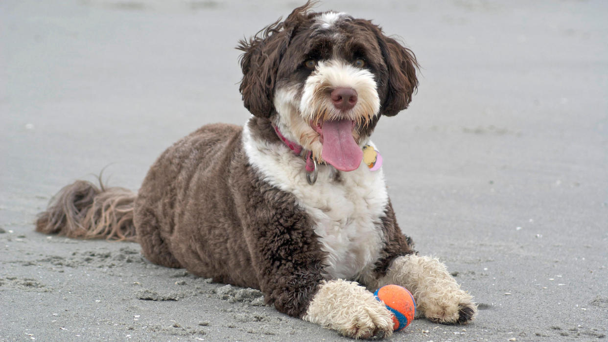 Dog with ball on beach