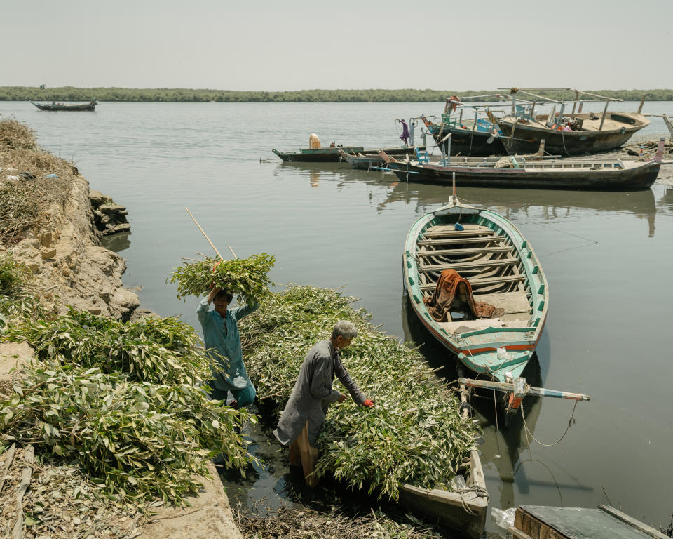 Mangrove branches and leaves are brought back to shore to feed livestock<span class="copyright">Matthieu Paley for TIME</span>