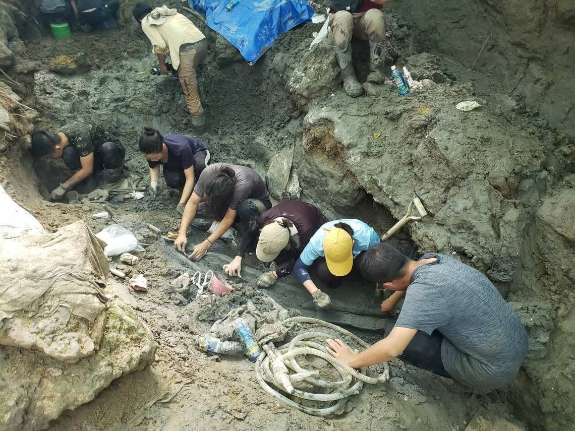 The team working to excavate part of the fossil.