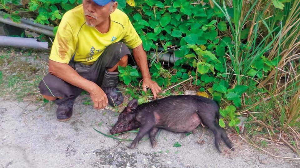 蘭嶼達悟族人捕獲野豬，可向鄉公所領取獎金，按豬隻大小每隻從1,000至6,000元不等。（讀者提供）