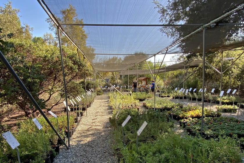 Rows of plants at 2019 Theodore Payne Foundation Fall Sale.