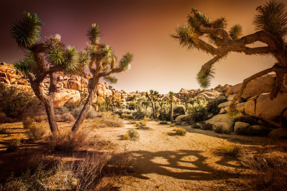  Twenty-Nine Palms Band of Mission Indians co-stewardship and Joshua Tree National Park signed a co-stewardship agreement earlier this year. (photo/Canva)