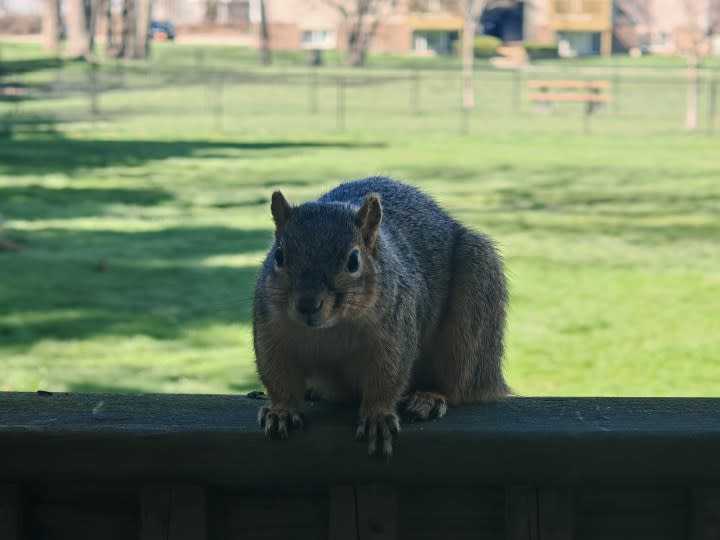 A photo of a squirrel.