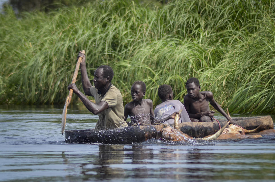 FILE - A father and his sons transport cows from a flooded area to drier ground using a dugout canoe, in Old Fangak county, Jonglei state, South Sudan on Nov. 25, 2020. A petition to stop the revival of the 118-year-old Jonglei Canal project in South Sudan, started by one of the country's top academics, is gaining traction in the country, with the waterway touted as a catastrophic environmental and social disaster for the country's Sudd wetlands. (AP Photo/Maura Ajak, File)